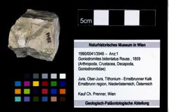 Foto (Objekt + Etikett) von Goniodromites bidentatus (Reuss, 1859)  (NHMW-GEO-1990-0041-3948)